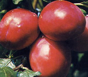 Susino Burmosa - Prunus Domestica Burmosa - Albero - Vaso 9.5 - C 8/10