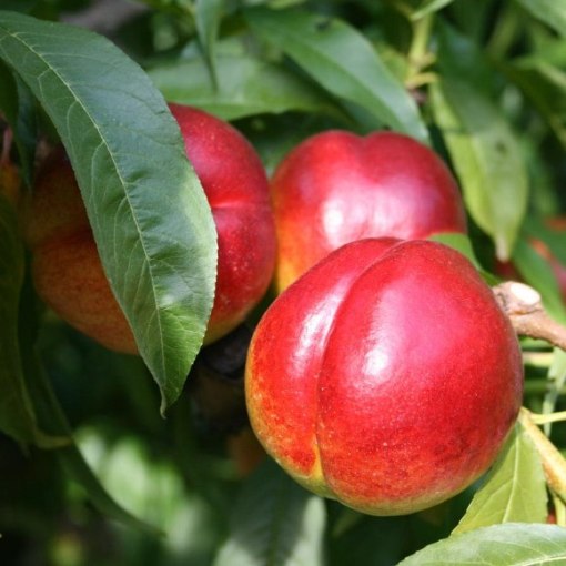 Amiga - Prunus Persica - Albero - Vaso 24 cm - H 150/170 - C 8/10