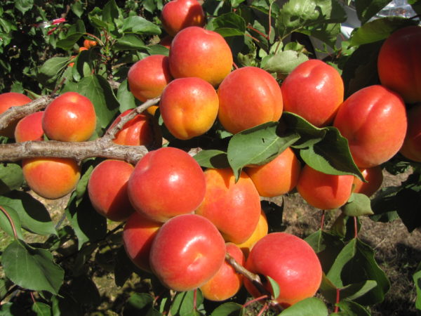 Cafona - Prunus Armeniaca - Albero - Vaso 24 cm 9.5 - H 150/170 - C 8/10