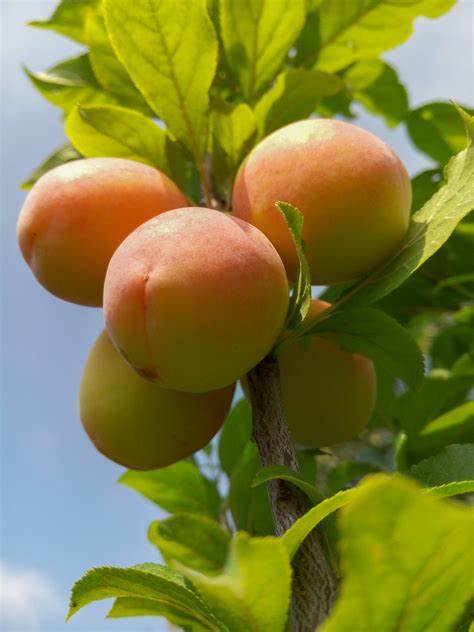 Cremonini - Prunus Armeniaca - Albero - Vaso 24 cm - H 150/170 - C 8/10