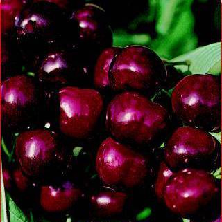 Ciliegio Gemelle - Prunus Avium Gemelle - Albero - Vaso 24 cm 9.5 - H 150/170 - C 8/10