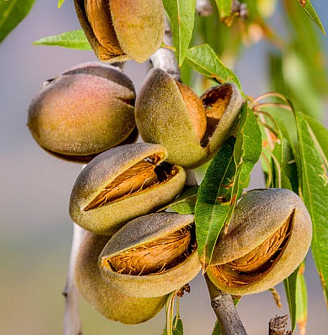 Mandorlo Dolce - Prunus Amygdalus Santa Caterina - Albero - Vaso 24 cm - H 150/170 - C 8/10