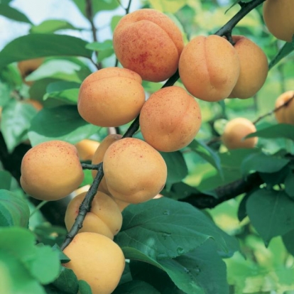 San Castrese - Prunus Armeniaca - Albero - Vaso 24 cm 9.5 - H 150/170 - C 8/10